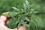 Гигрофила Пиннатифида Hygrophila pinnatifida (меристемное растение)